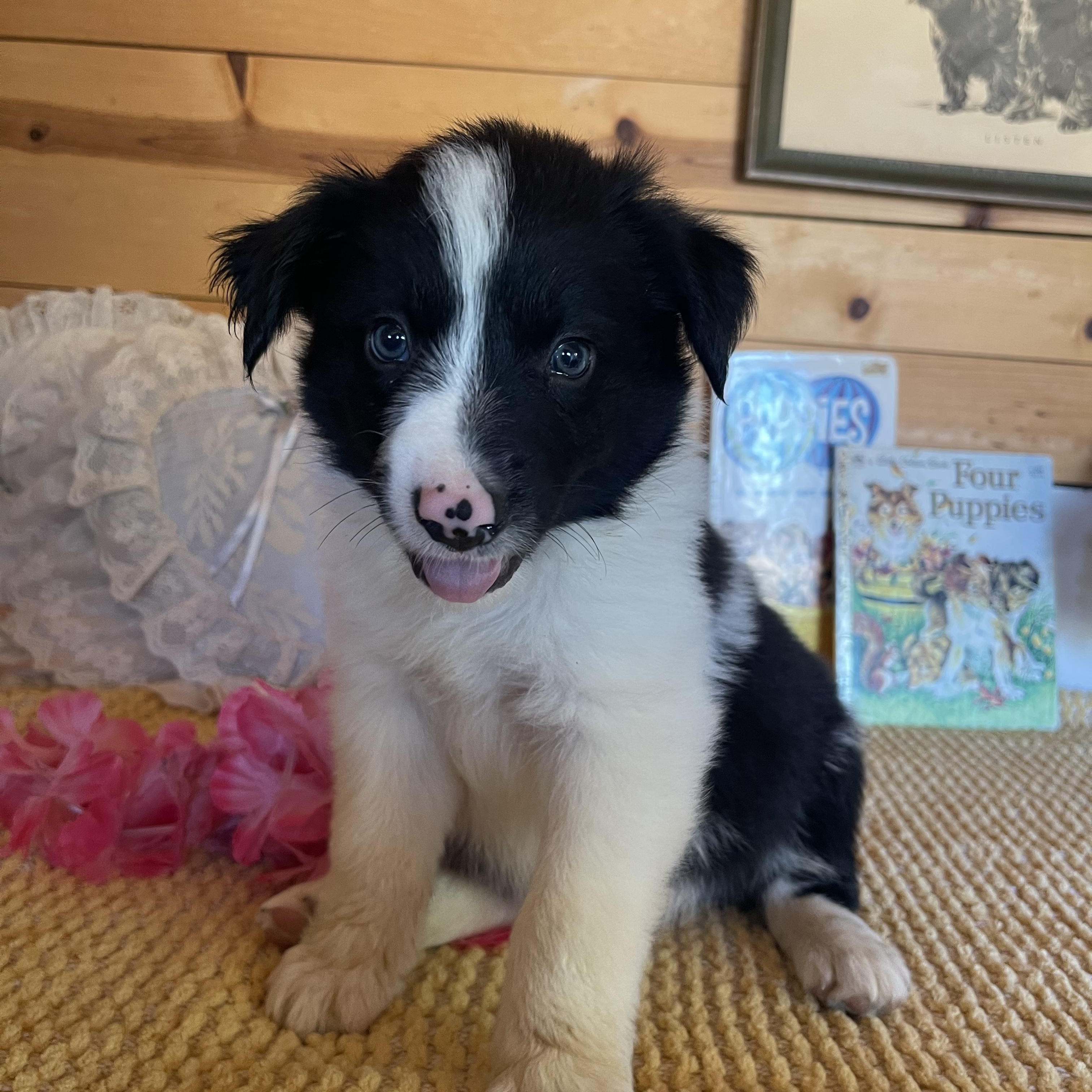 Chevy, a ADOPTABLE Border Collie in Vacaville, CA image 1/4