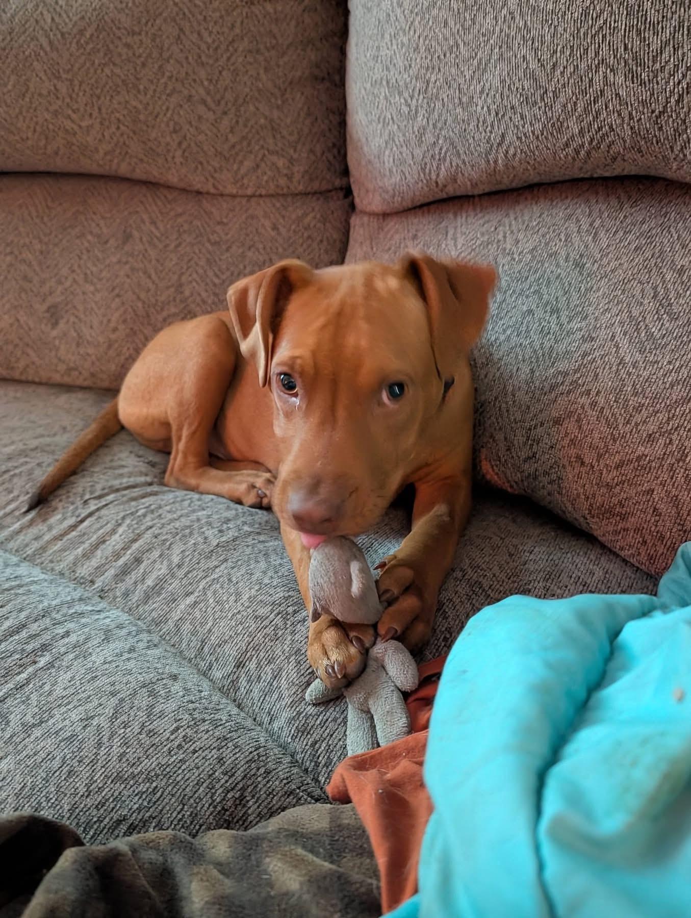 Kayden, a ADOPTABLE American Bully in Manhattan, KS image 1/6