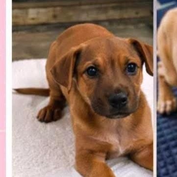 Kayden, ADOPTABLE, Puppy Male American Bully.