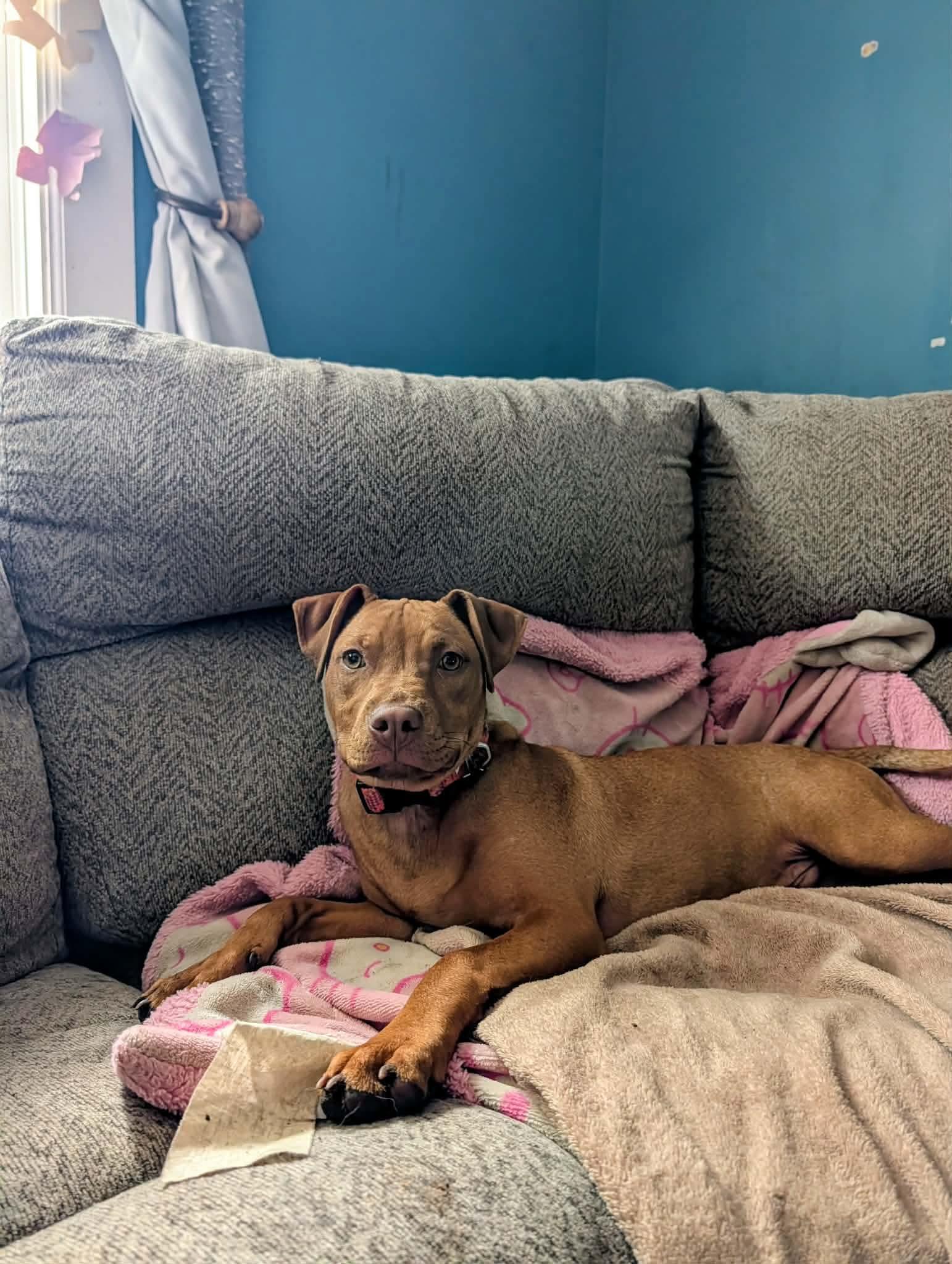 Enlarge Kayden, a ADOPTABLE American Bully in Manhattan, KS image 1/6