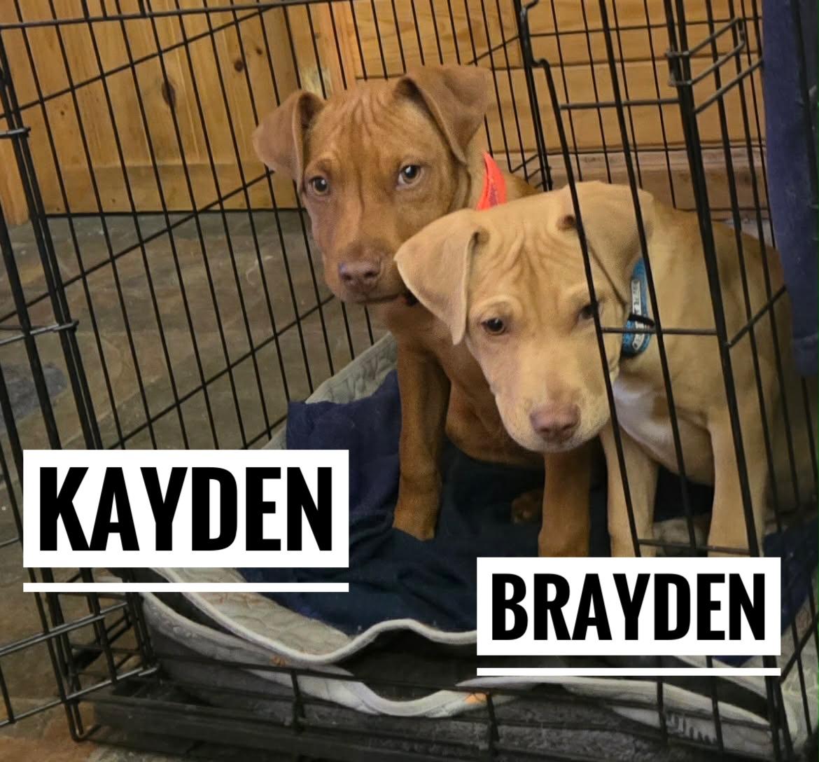 Kayden, ADOPTABLE, Puppy Male American Bully.