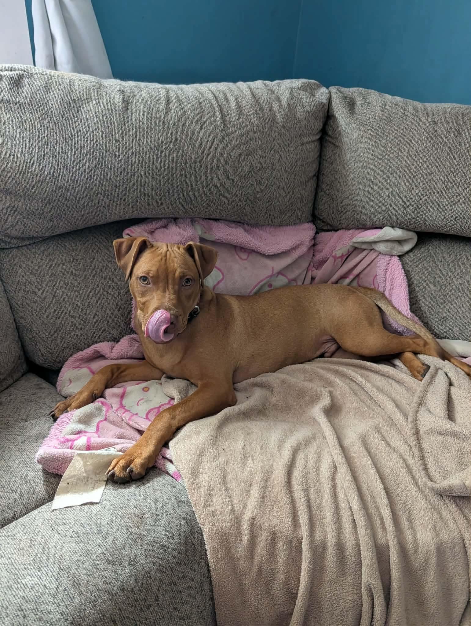 Enlarge Kayden, a ADOPTABLE American Bully in Manhattan, KS image 2/6