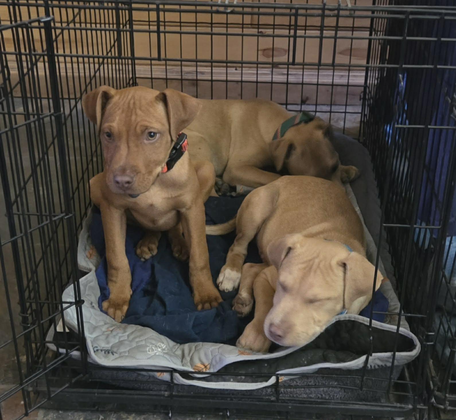 Kayden, a ADOPTABLE American Bully in Manhattan, KS image 5/6