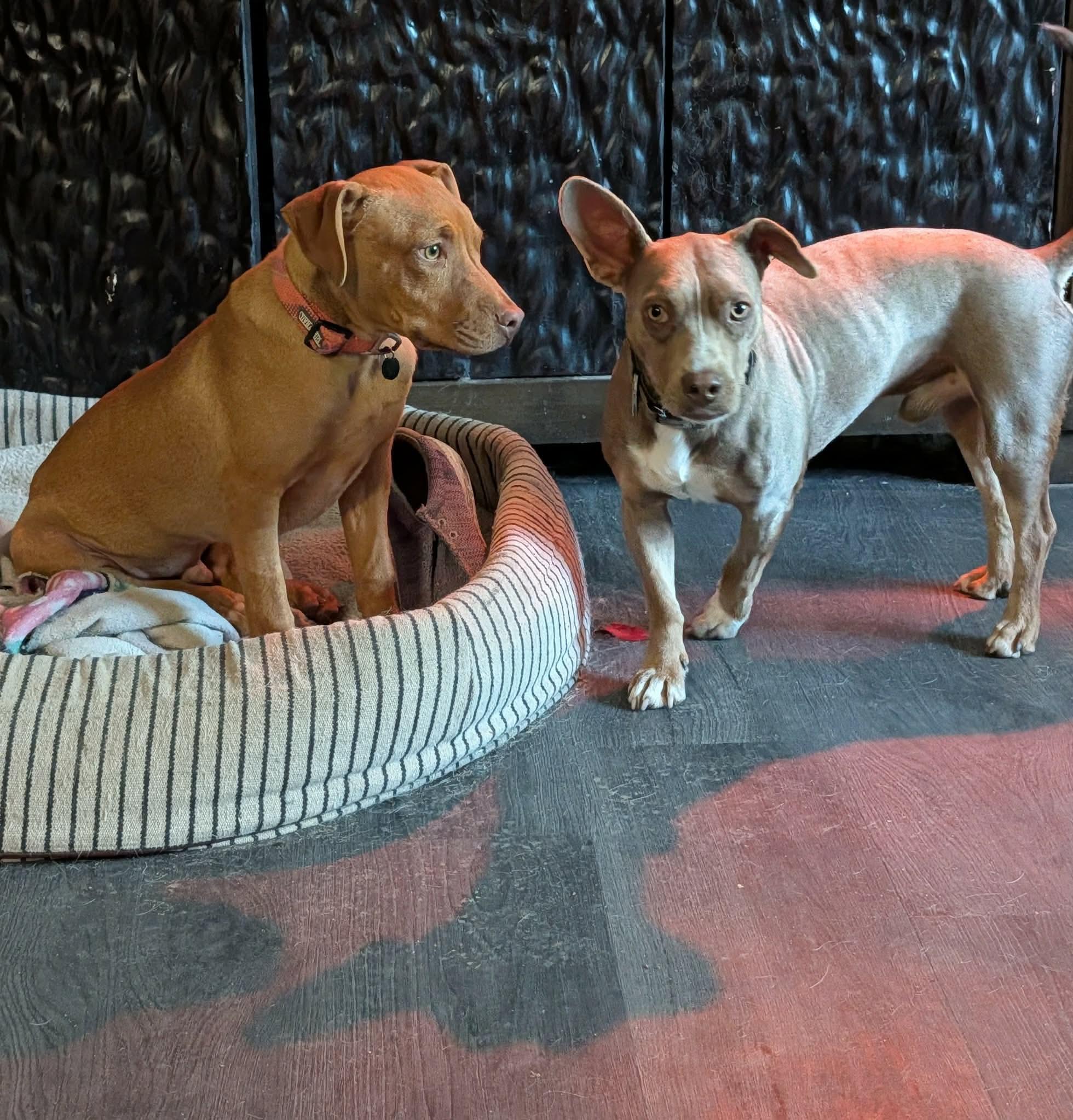 Kayden, a ADOPTABLE American Bully in Manhattan, KS image 3/6