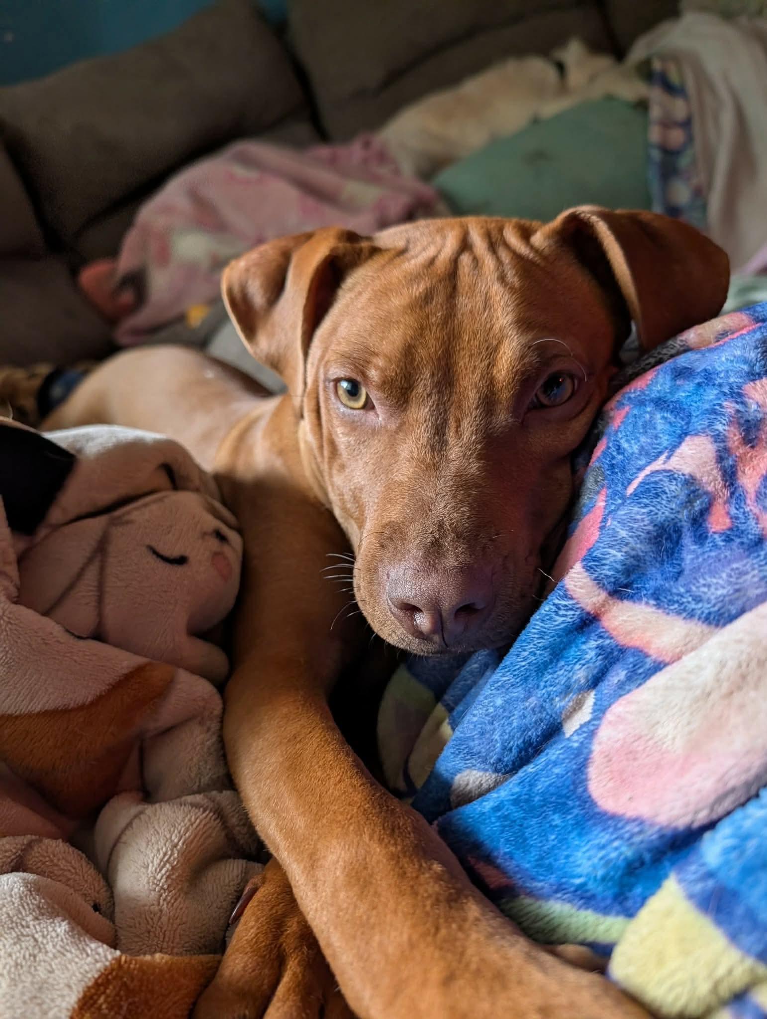 Kayden, ADOPTABLE, Puppy Male American Bully.