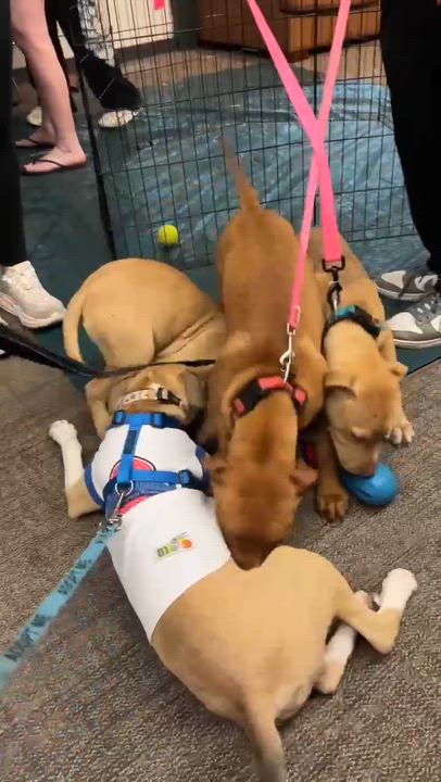 Enlarge Kayden, a ADOPTABLE American Bully in Manhattan, KS video 6/6