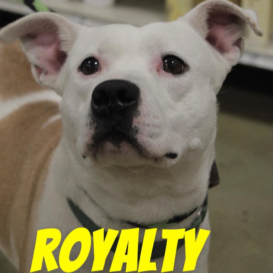 Royalty thumbnail 2