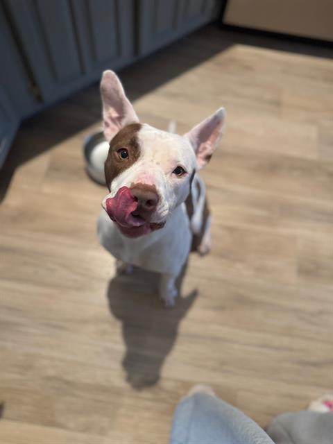 BIRDIE — thumbnail 3