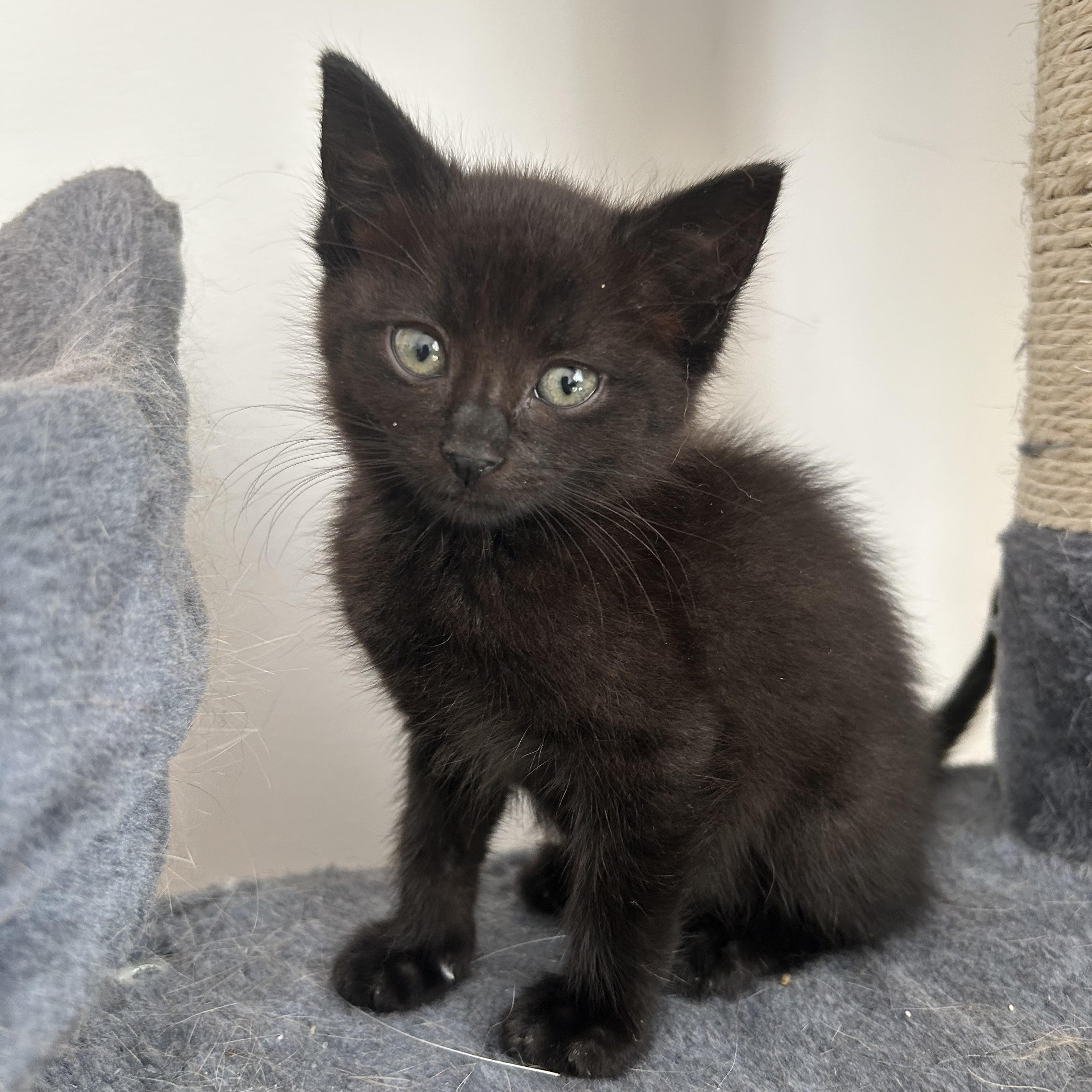 Enlarge Kat, a ADOPTABLE Domestic Short Hair in Ardsley, NY image 1/1