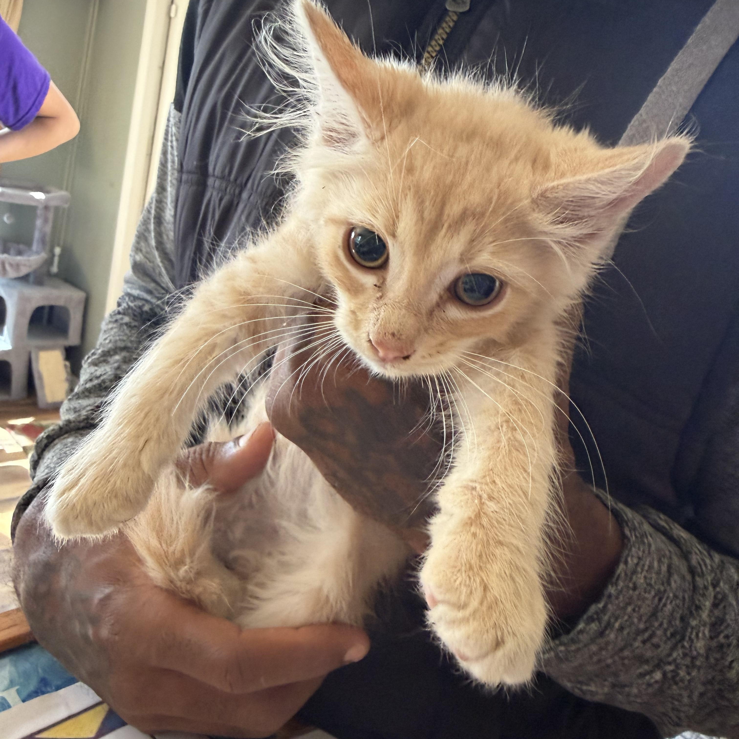 Charles, Adoptable, Kitten Male Domestic Short Hair.