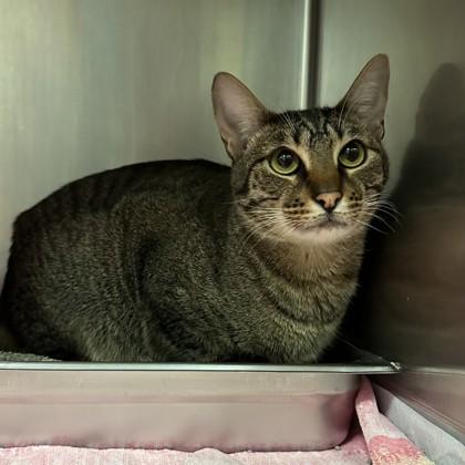 Barney, Adoptable, Adult Male Domestic Short Hair & Domestic Short Hair.