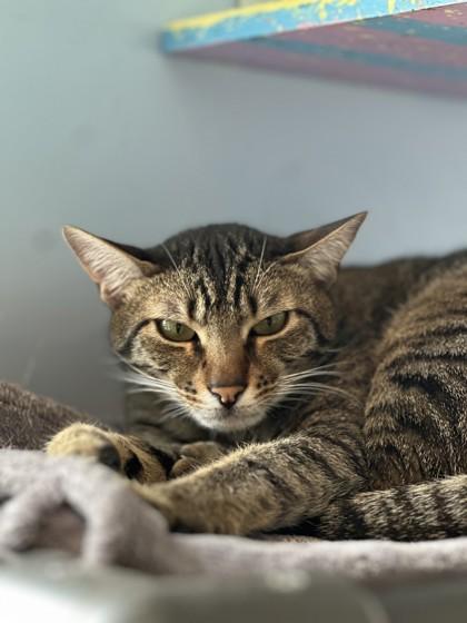 Enlarge Barney, a Adoptable Domestic Short Hair in Wantagh, NY image 2/3