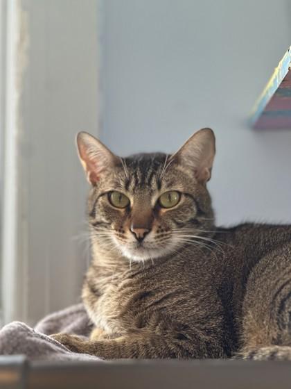 Enlarge Barney, a Adoptable Domestic Short Hair in Wantagh, NY image 3/3