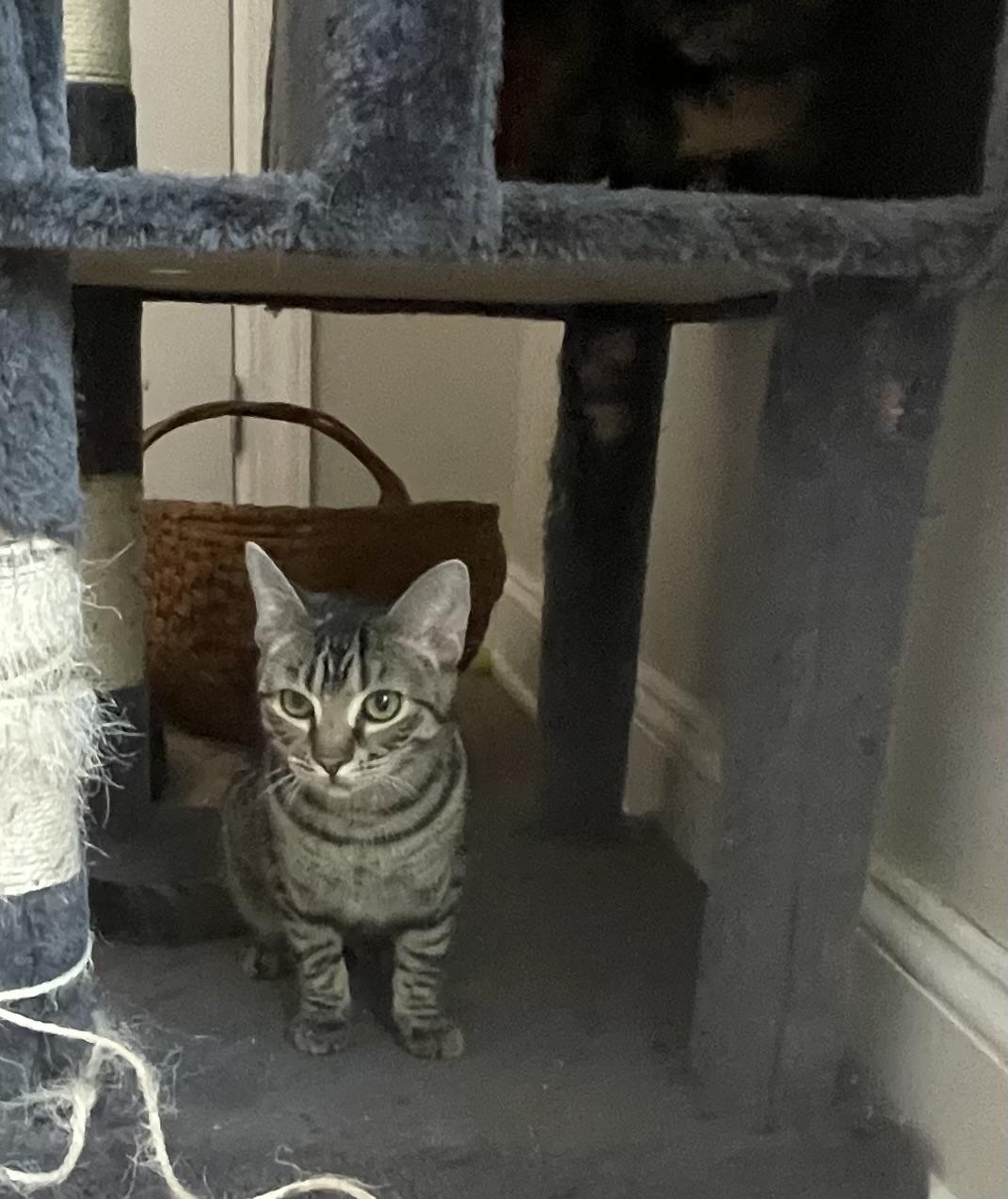 Fawn, ADOPTABLE, Kitten Female Tabby.