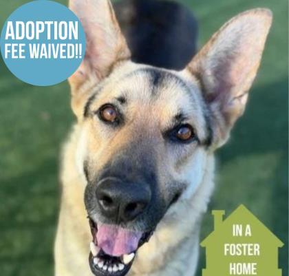Enlarge Cooper, a Adoptable mixed breed in Sacramento, CA image 1/4