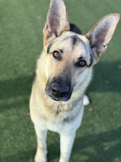Cooper, an adoptable mixed breed in Sacramento, CA image 3/3