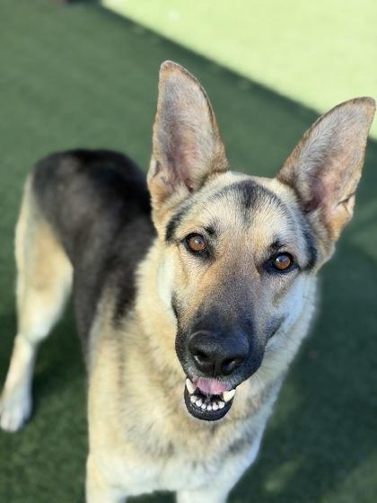 Cooper, an adoptable mixed breed in Sacramento, CA image 2/3