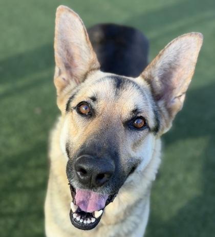 Cooper, an adoptable mixed breed in Sacramento, CA image 1/3