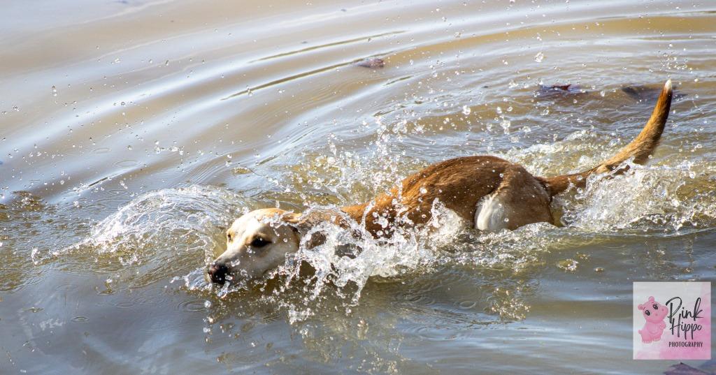 Enlarge Kassie, a Adoptable mixed breed in Kettering, OH image 1/5