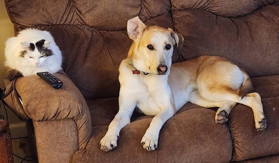 Enlarge Kassie, a Adoptable mixed breed in Kettering, OH image 2/5