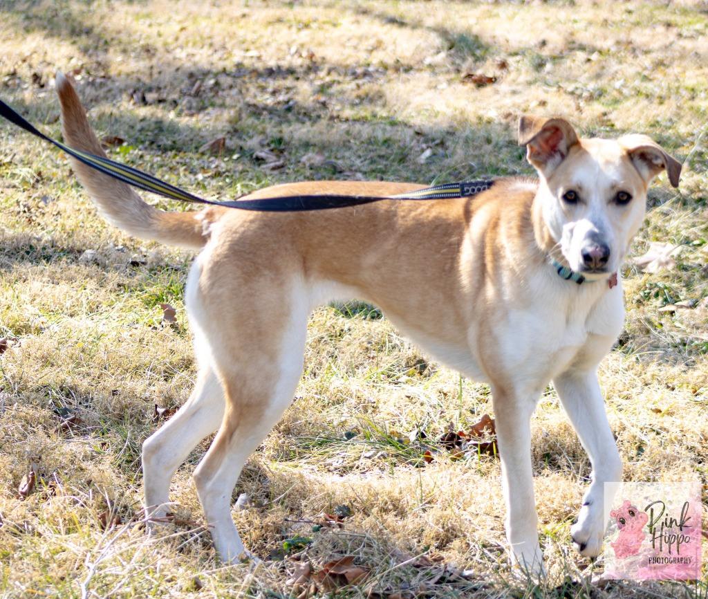 Enlarge Kassie, a Adoptable mixed breed in Kettering, OH image 3/5