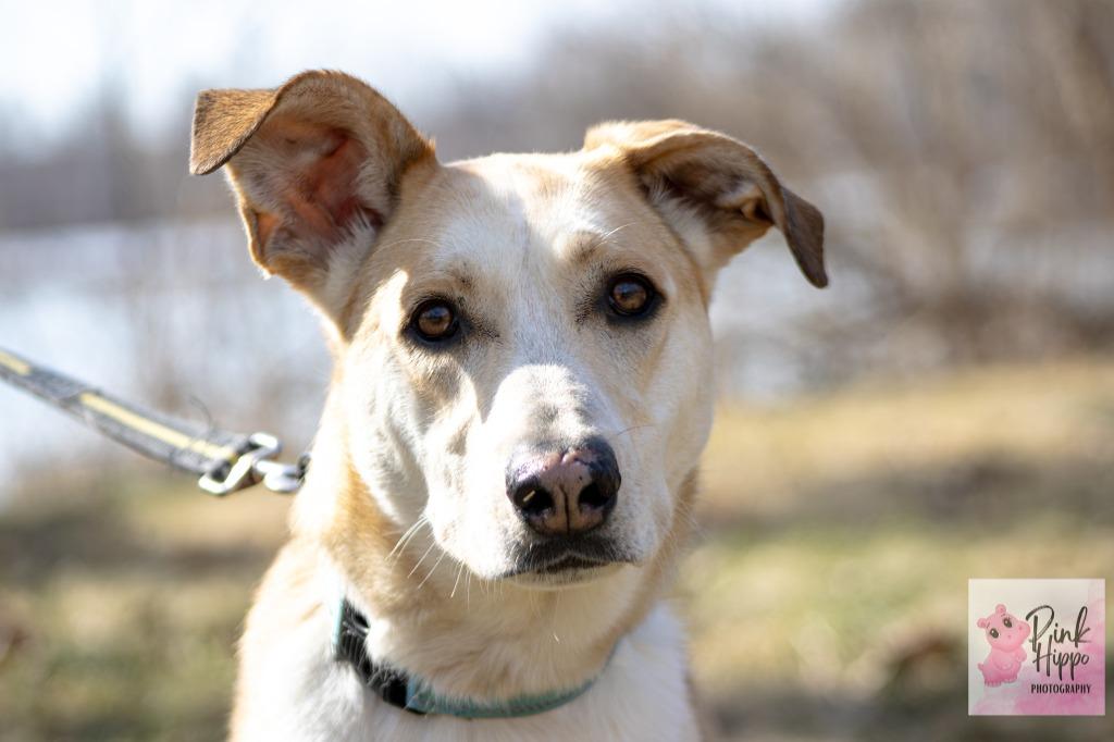 Enlarge Kassie, a Adoptable mixed breed in Kettering, OH image 4/5