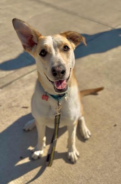 Enlarge Kassie, a Adoptable mixed breed in Kettering, OH image 6/6