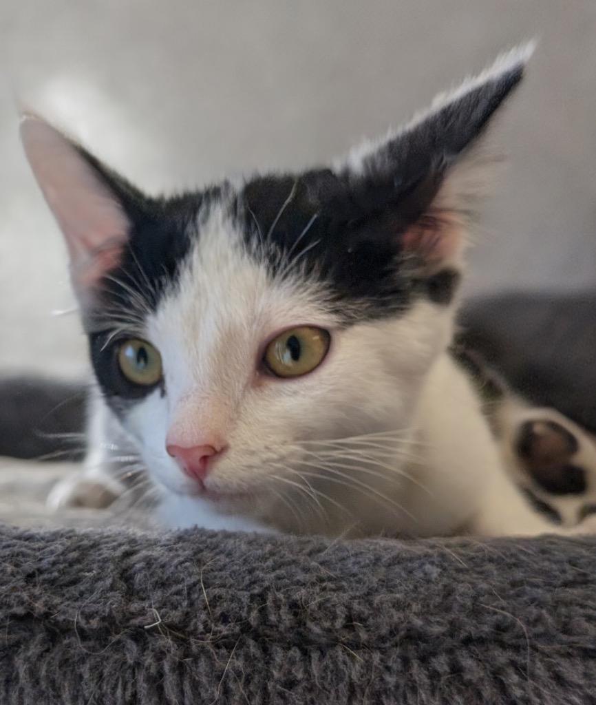 Enlarge Pixel (aka Pixie), a Adoptable mixed breed in Fort Myers, FL image 2/2