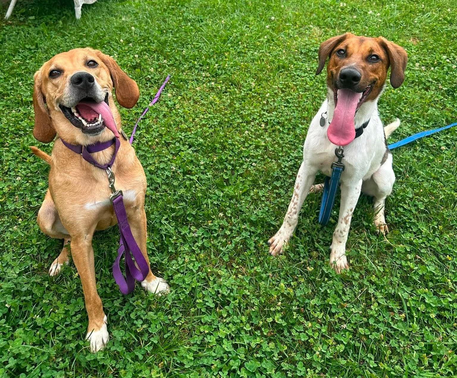 Enlarge Chevy, a ADOPTABLE mixed breed in Springfield, VT image 4/5