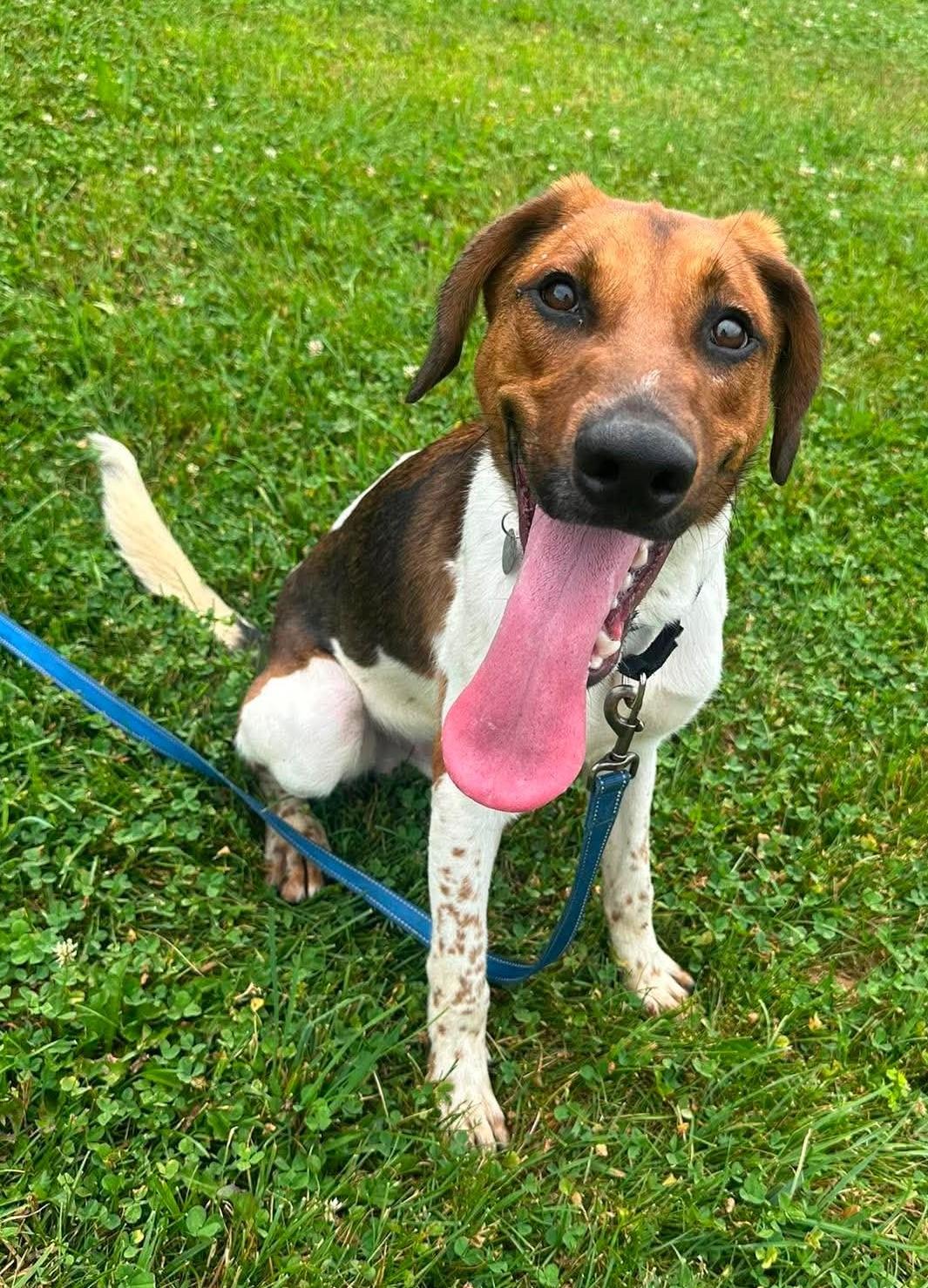Enlarge Chevy, a ADOPTABLE mixed breed in Springfield, VT image 3/5
