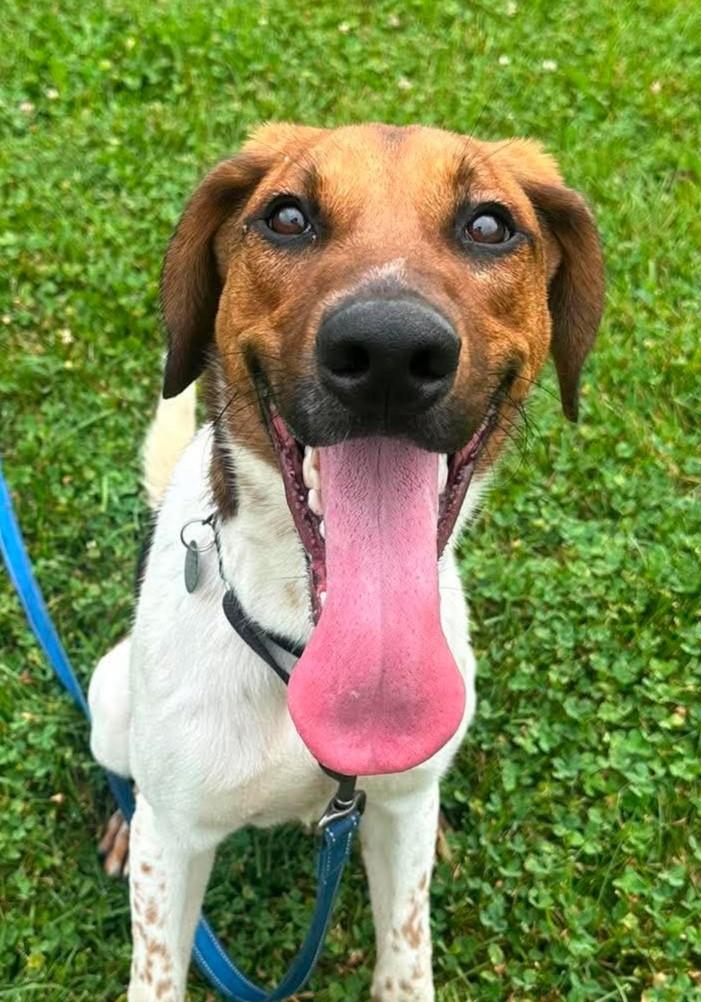 Chevy, ADOPTABLE, Young Male German Shepherd Dog & Coonhound.