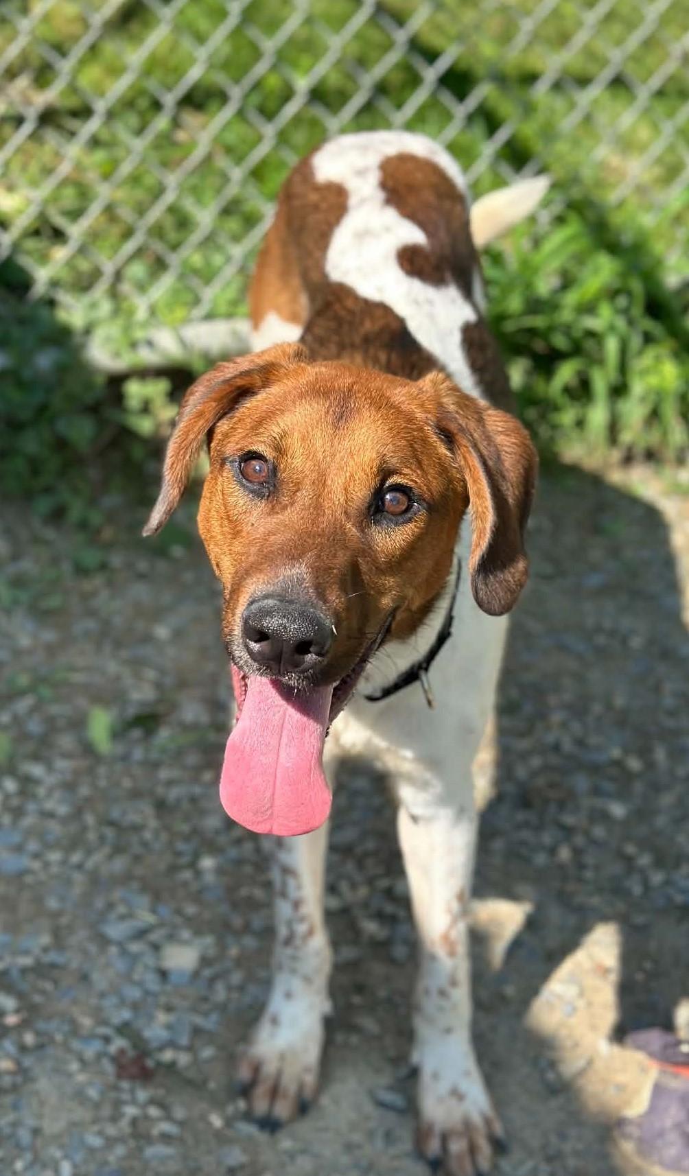 Enlarge Chevy, a ADOPTABLE mixed breed in Springfield, VT image 2/5