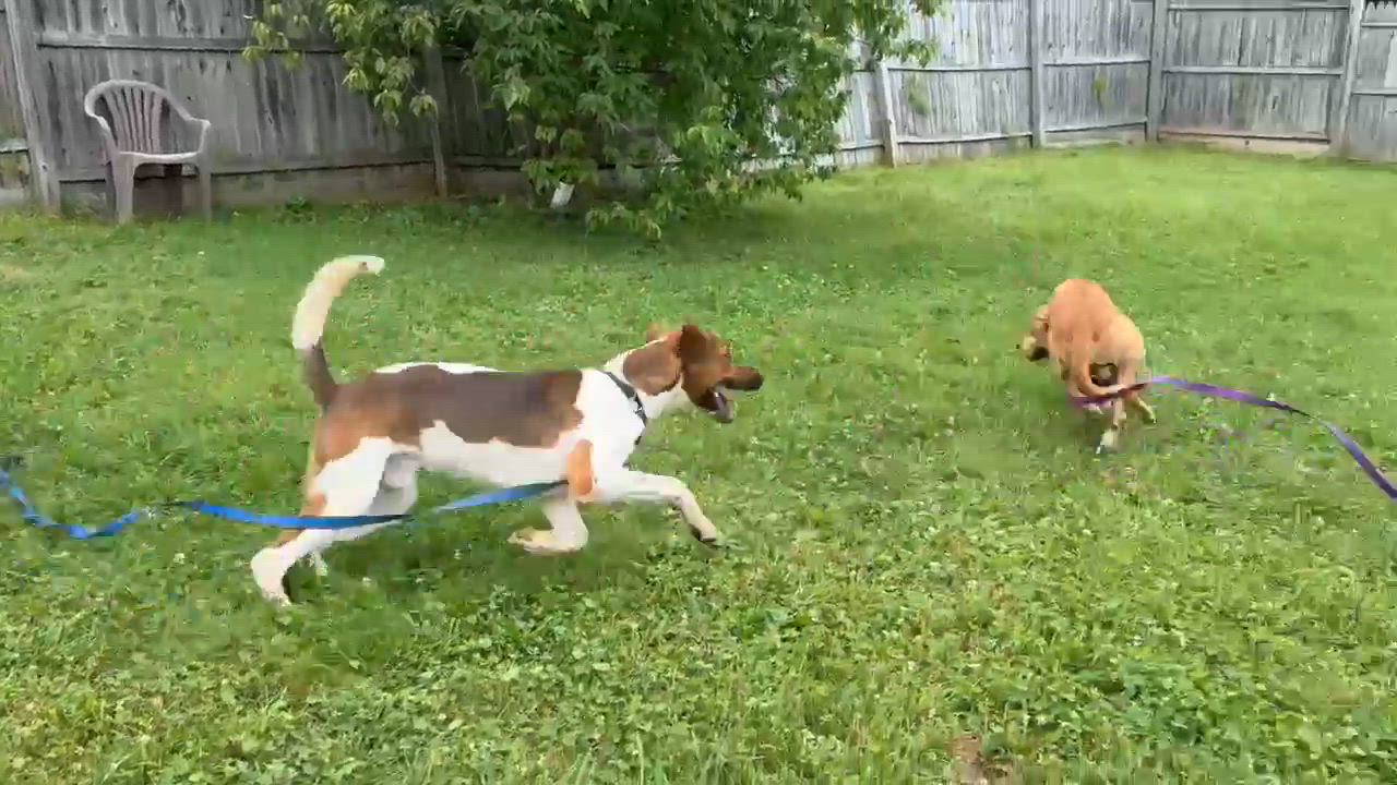 Enlarge Chevy, a ADOPTABLE mixed breed in Springfield, VT video 5/5