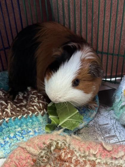 Salsa Verde, Adoptable, Adult Male Guinea Pig & Guinea Pig.