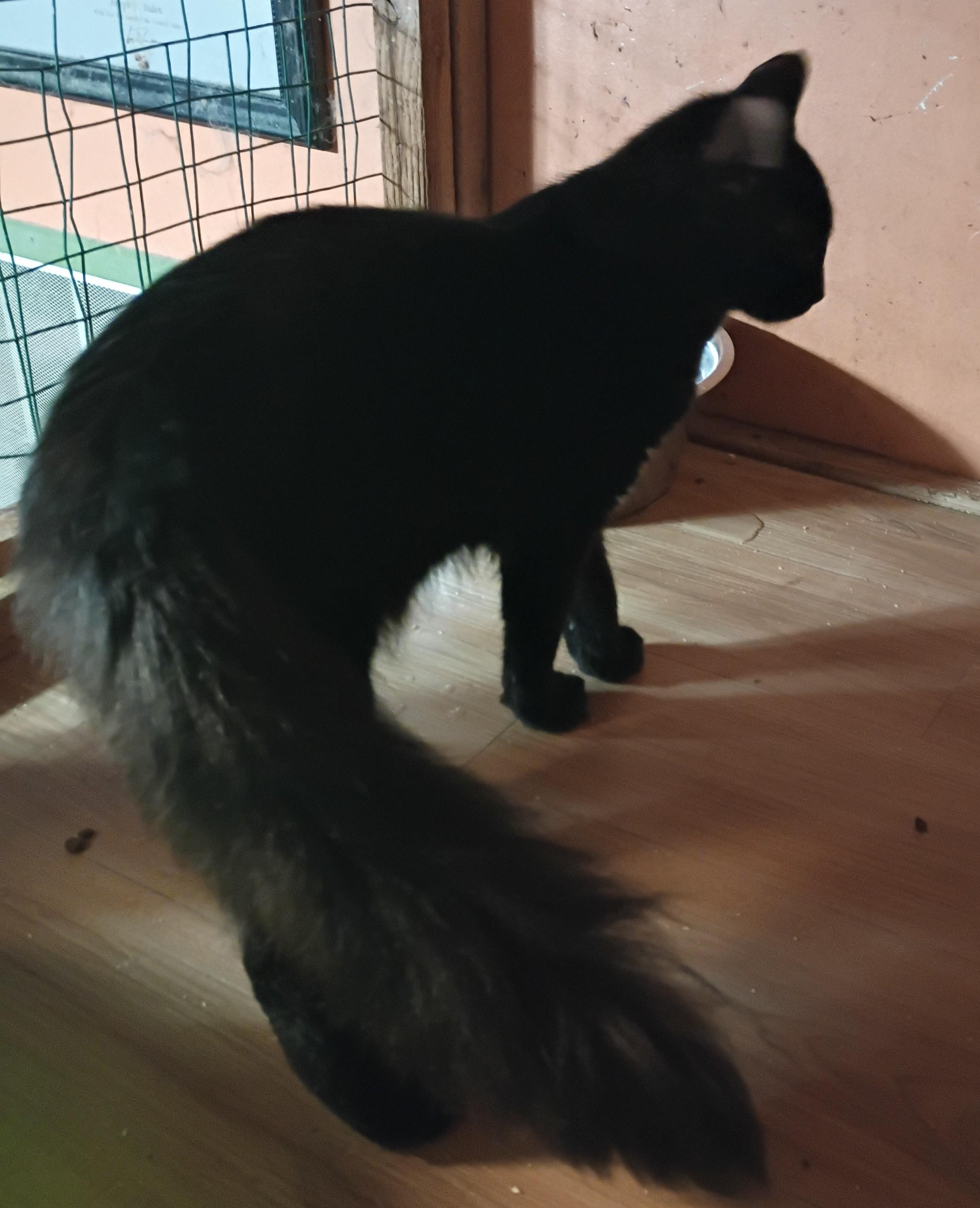 Enlarge Striker, a Adoptable Domestic Medium Hair in Panorama City, CA image 3/3