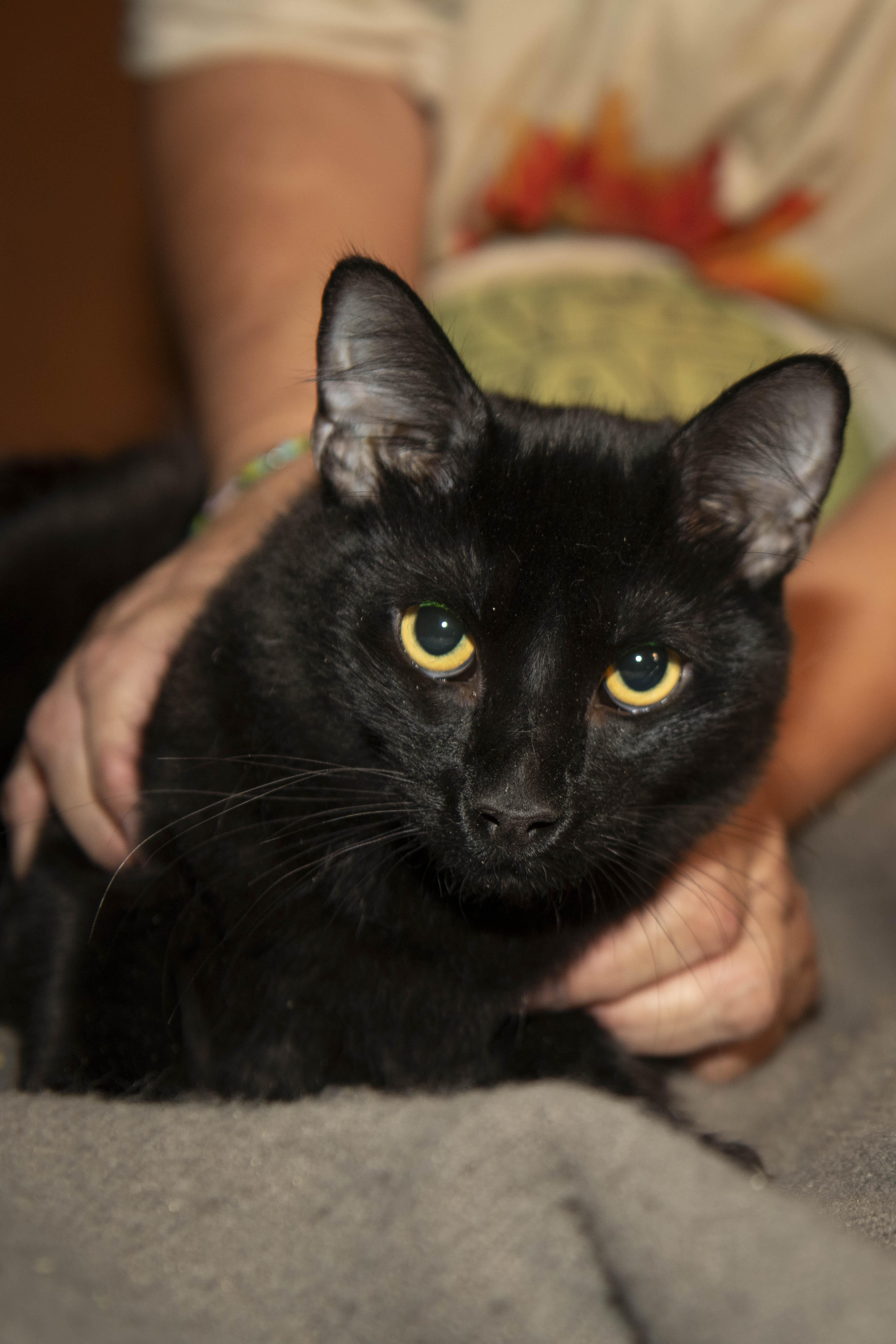 Enlarge Striker, a Adoptable Domestic Medium Hair in Panorama City, CA image 1/2