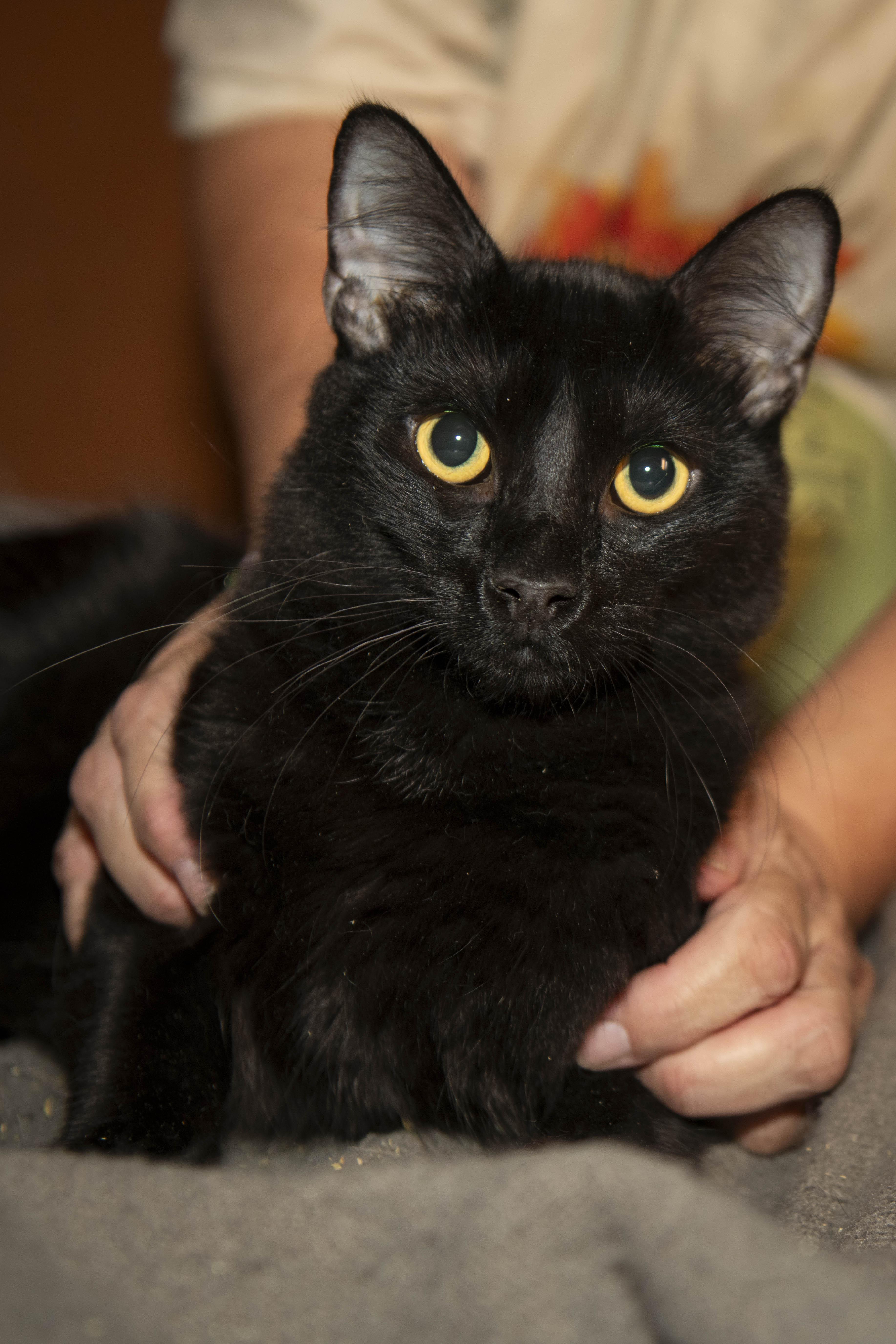 Enlarge Striker, a Adoptable Domestic Medium Hair in Panorama City, CA image 2/2