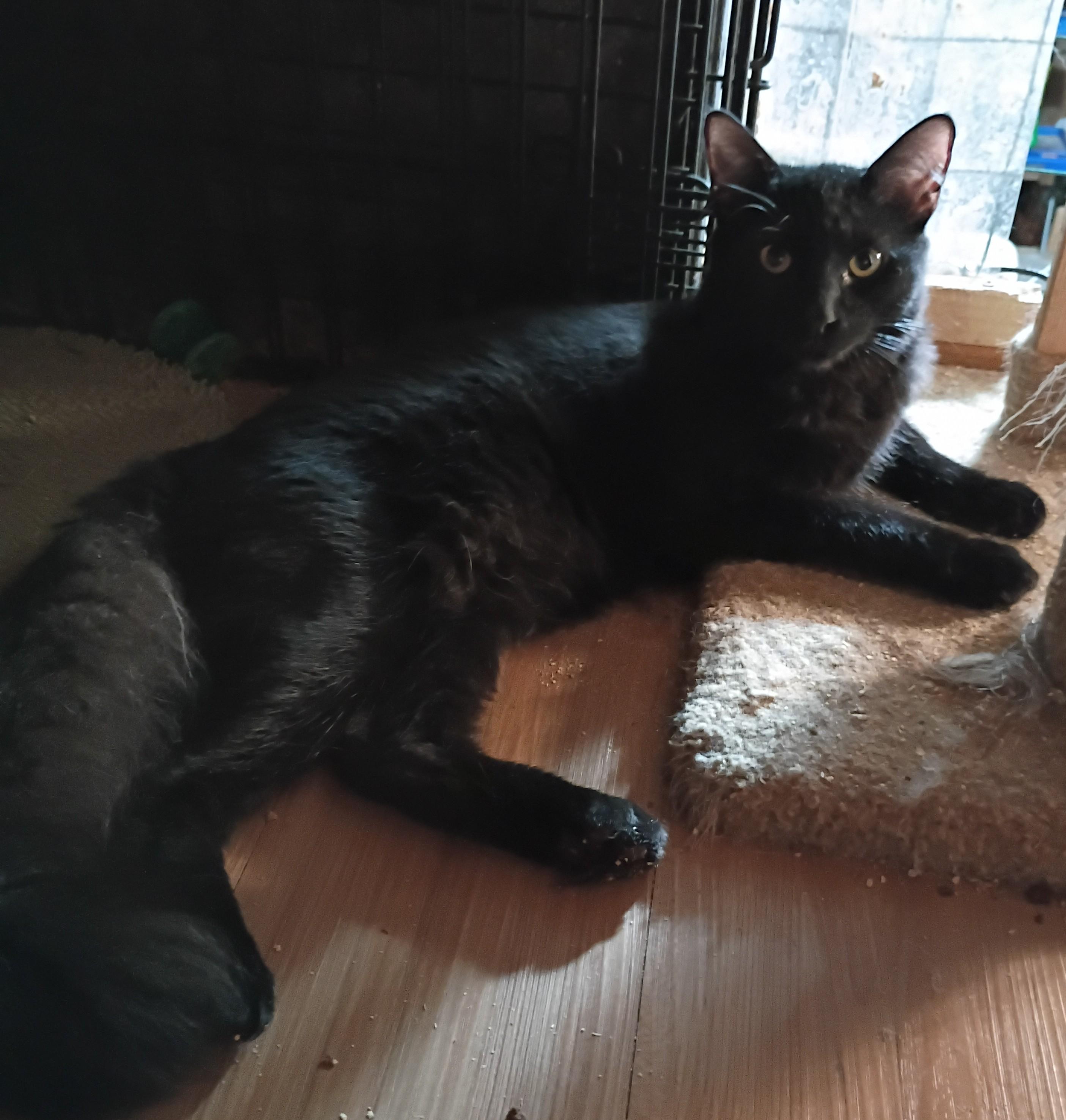 Enlarge Striker, a Adoptable Domestic Medium Hair in Panorama City, CA image 1/3