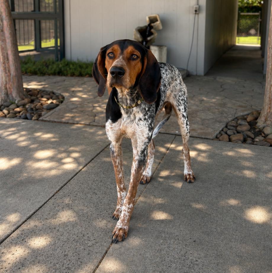 Enlarge Ace, a Adoptable Bluetick Coonhound in Lathrop, CA image 1/1