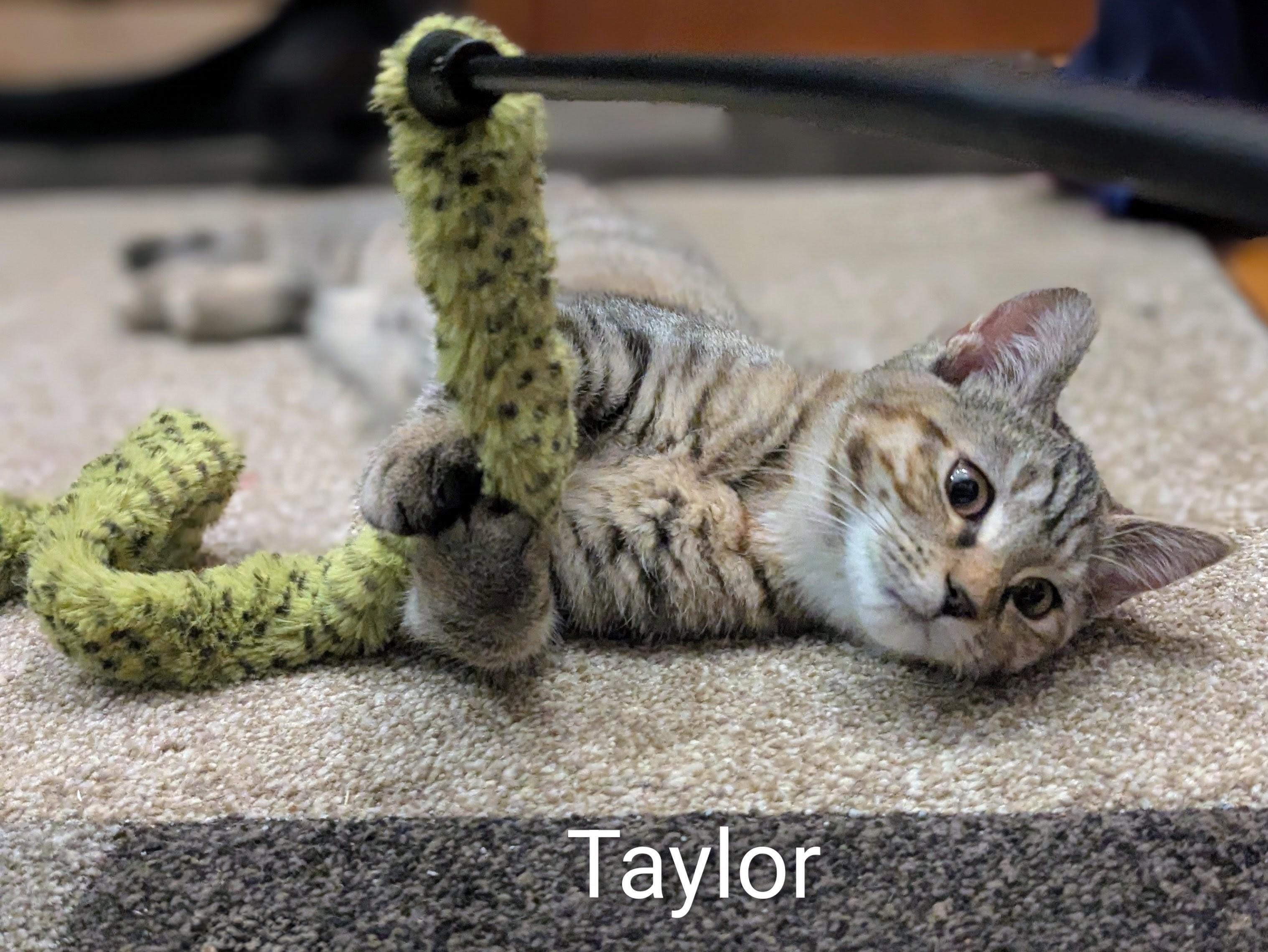 Enlarge Taylor, a Adoptable mixed breed in North Billerica, MA image 2/4