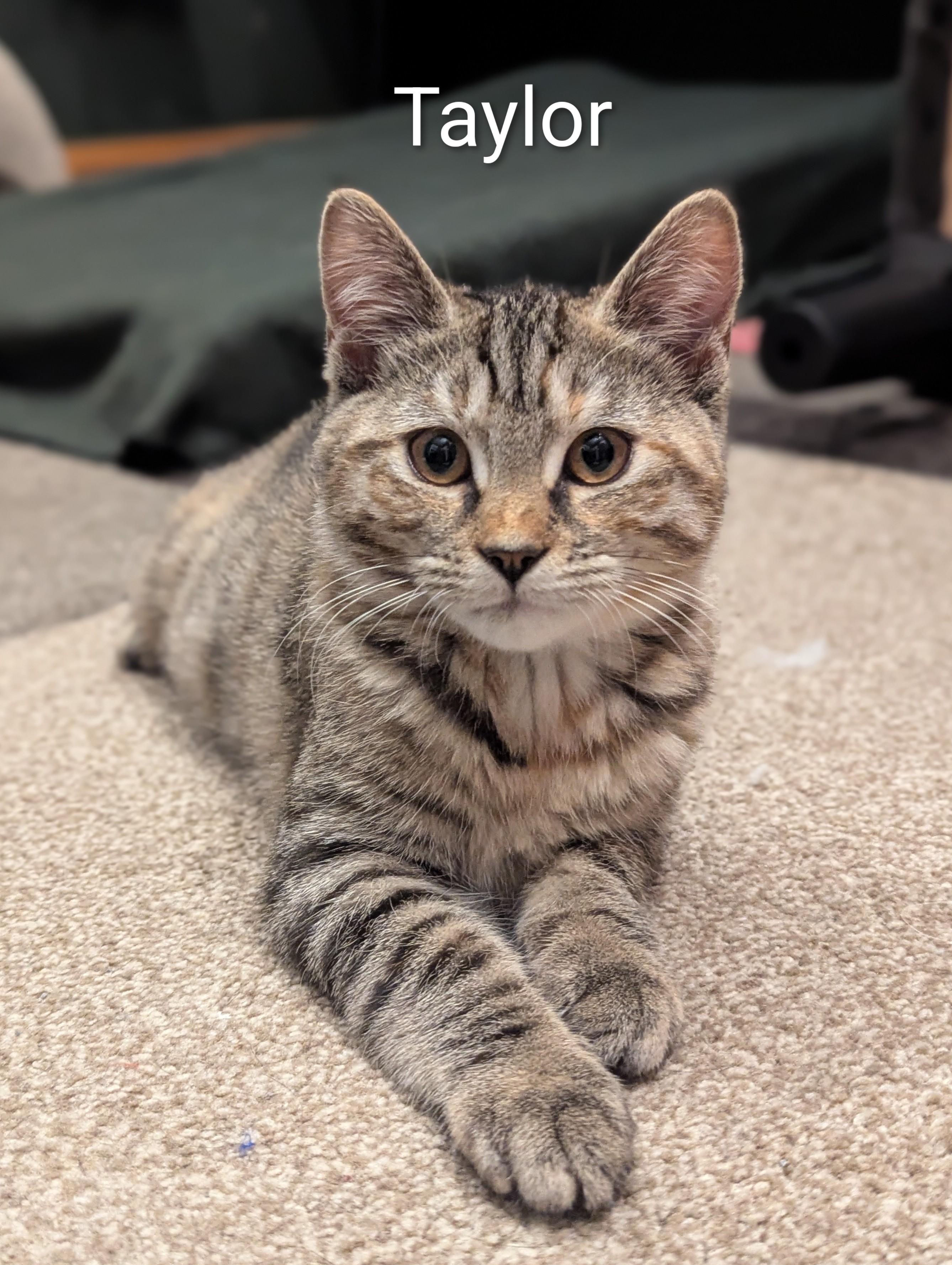 Taylor, Adoptable, Kitten Female Torbie & American Shorthair.