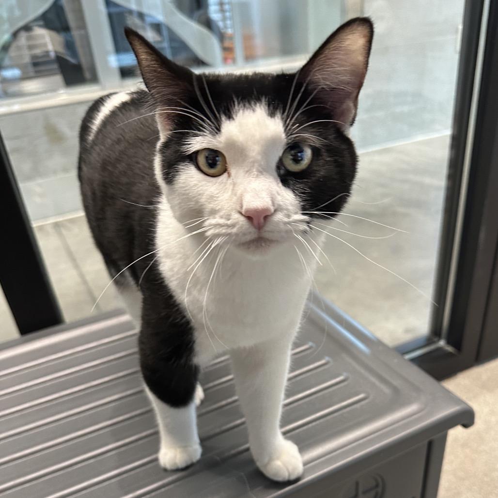 Pixie, a Adoptable Domestic Short Hair in Hailey, ID image 1/5