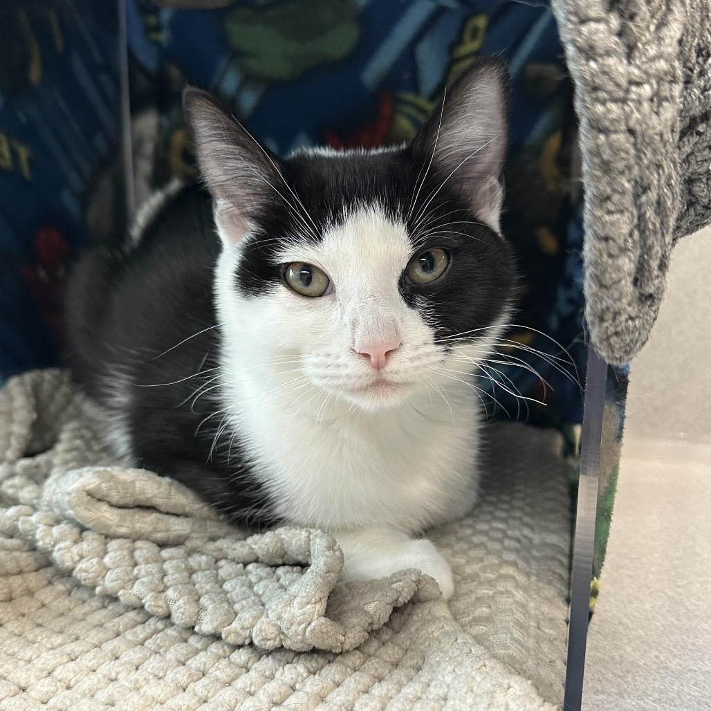 Pixie, Adoptable, Young Female Domestic Short Hair.