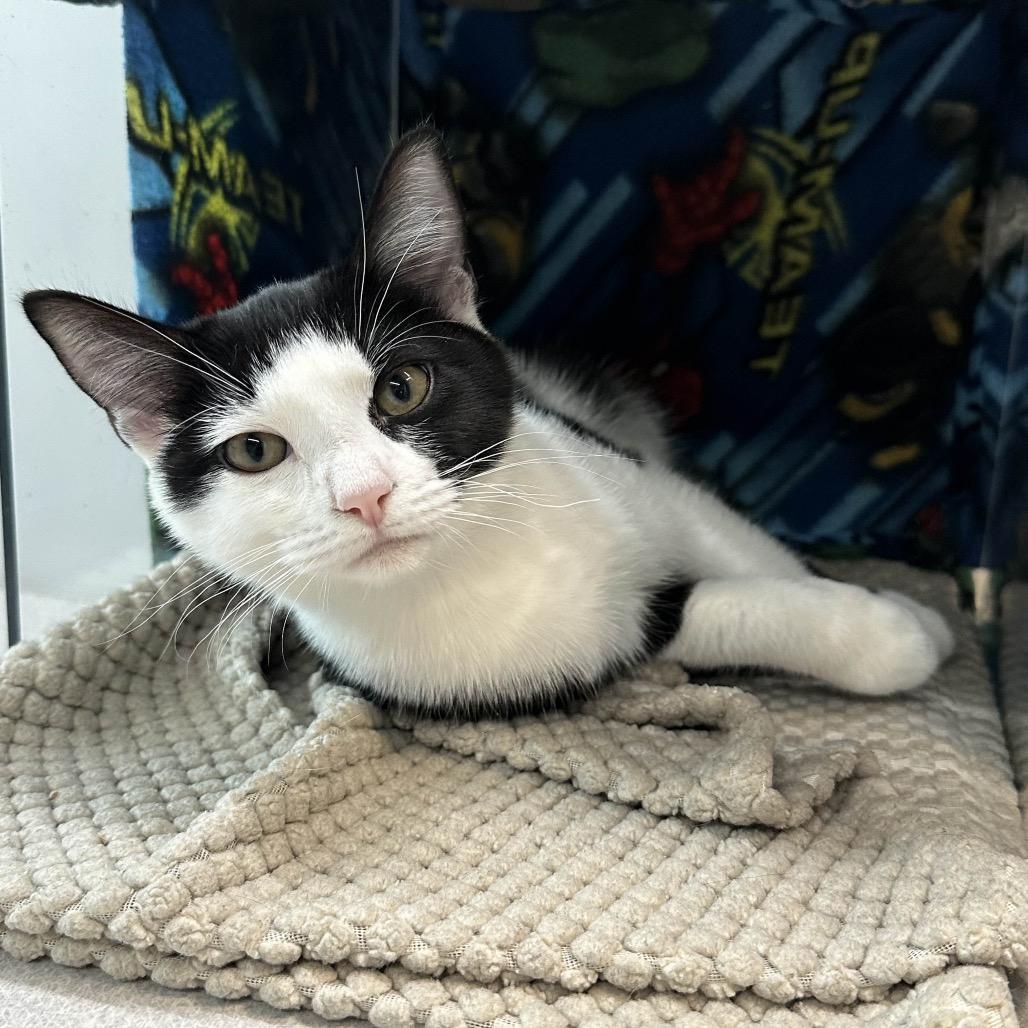 Pixie, a Adoptable Domestic Short Hair in Hailey, ID image 4/4