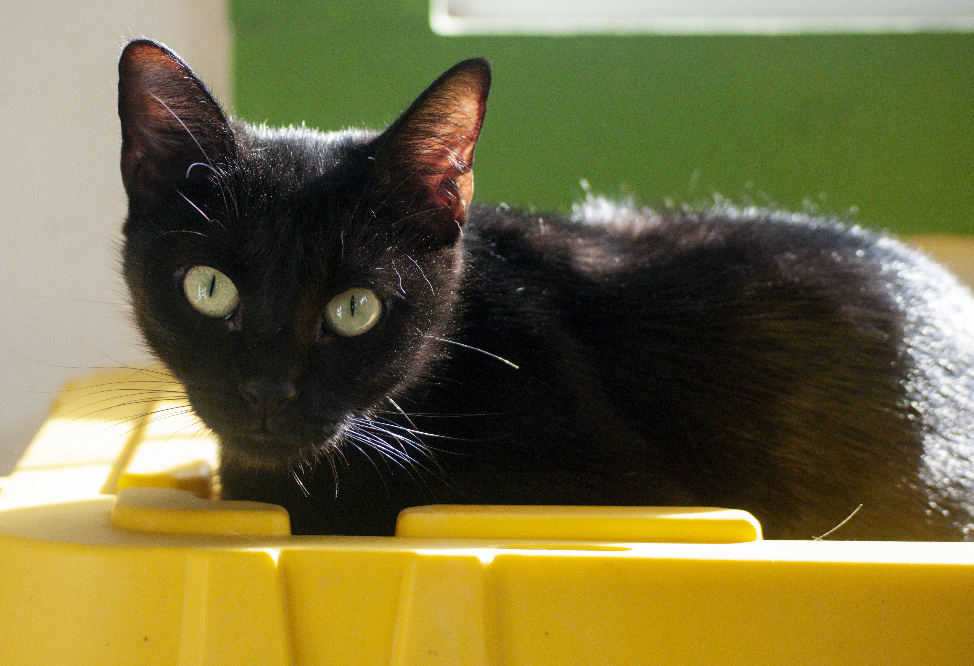 Babette photo 2