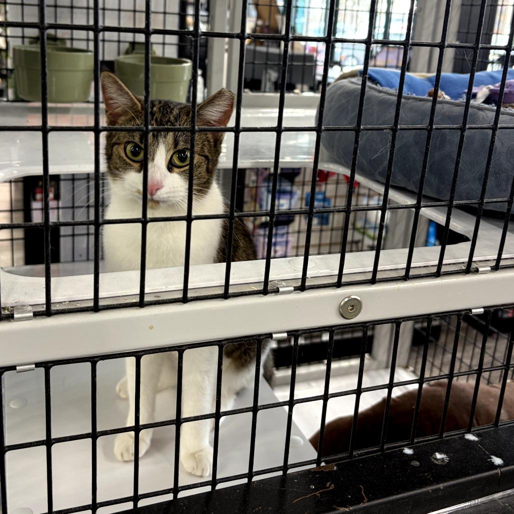 Enlarge Jennifer, a Adoptable Domestic Short Hair in Charlotte, NC image 1/4