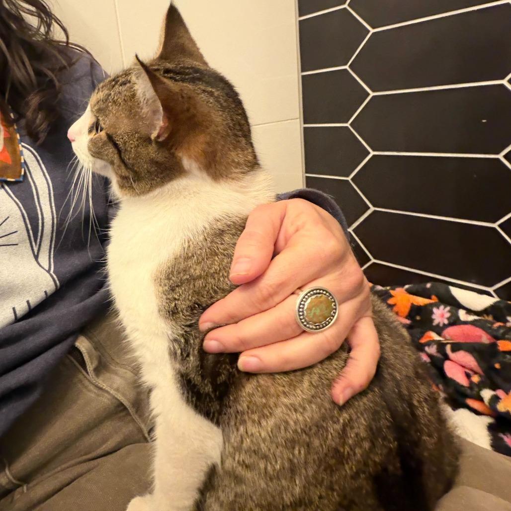 Enlarge Jennifer, a Adoptable Domestic Short Hair in Charlotte, NC image 2/4