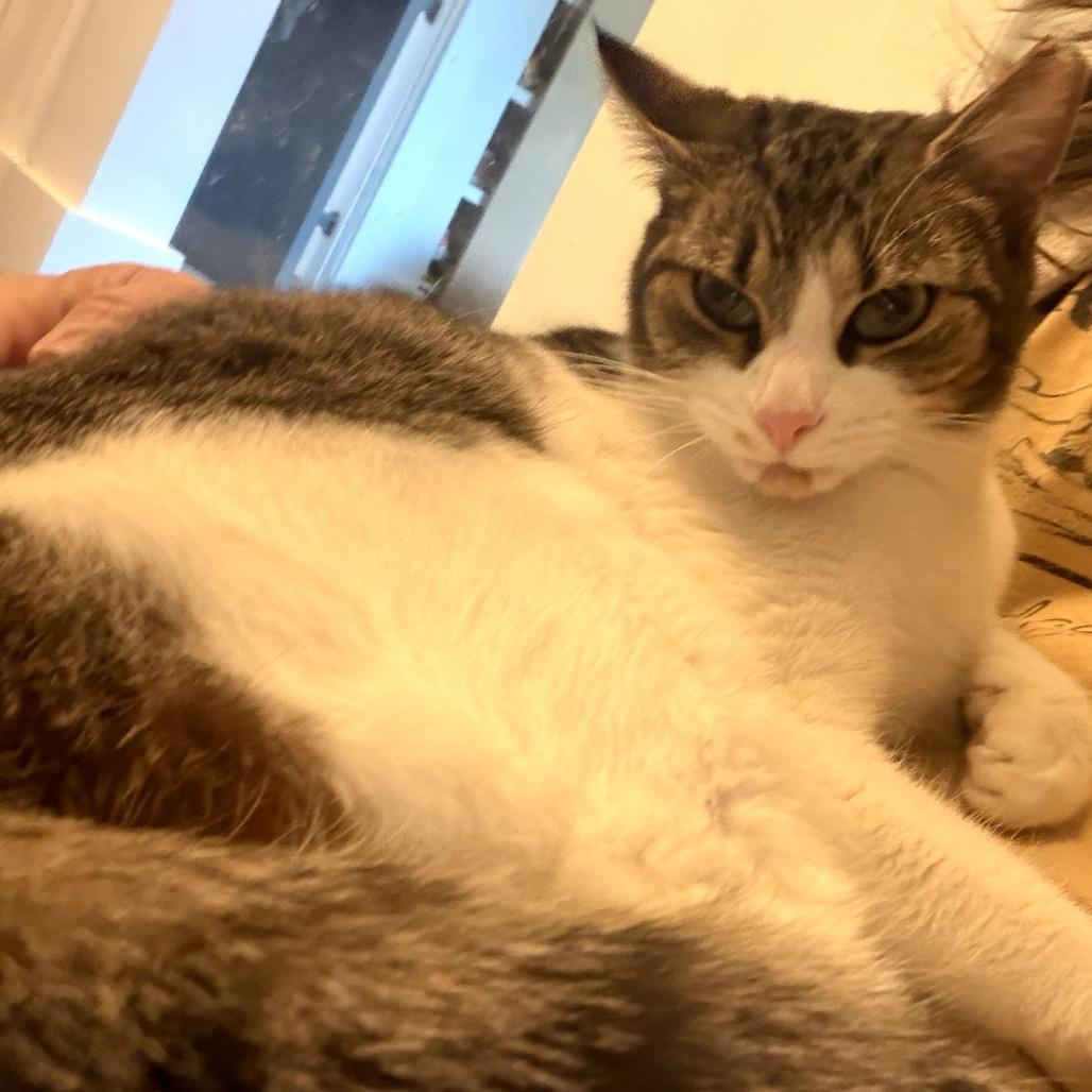 Enlarge Jennifer, a Adoptable Domestic Short Hair in Charlotte, NC image 3/4