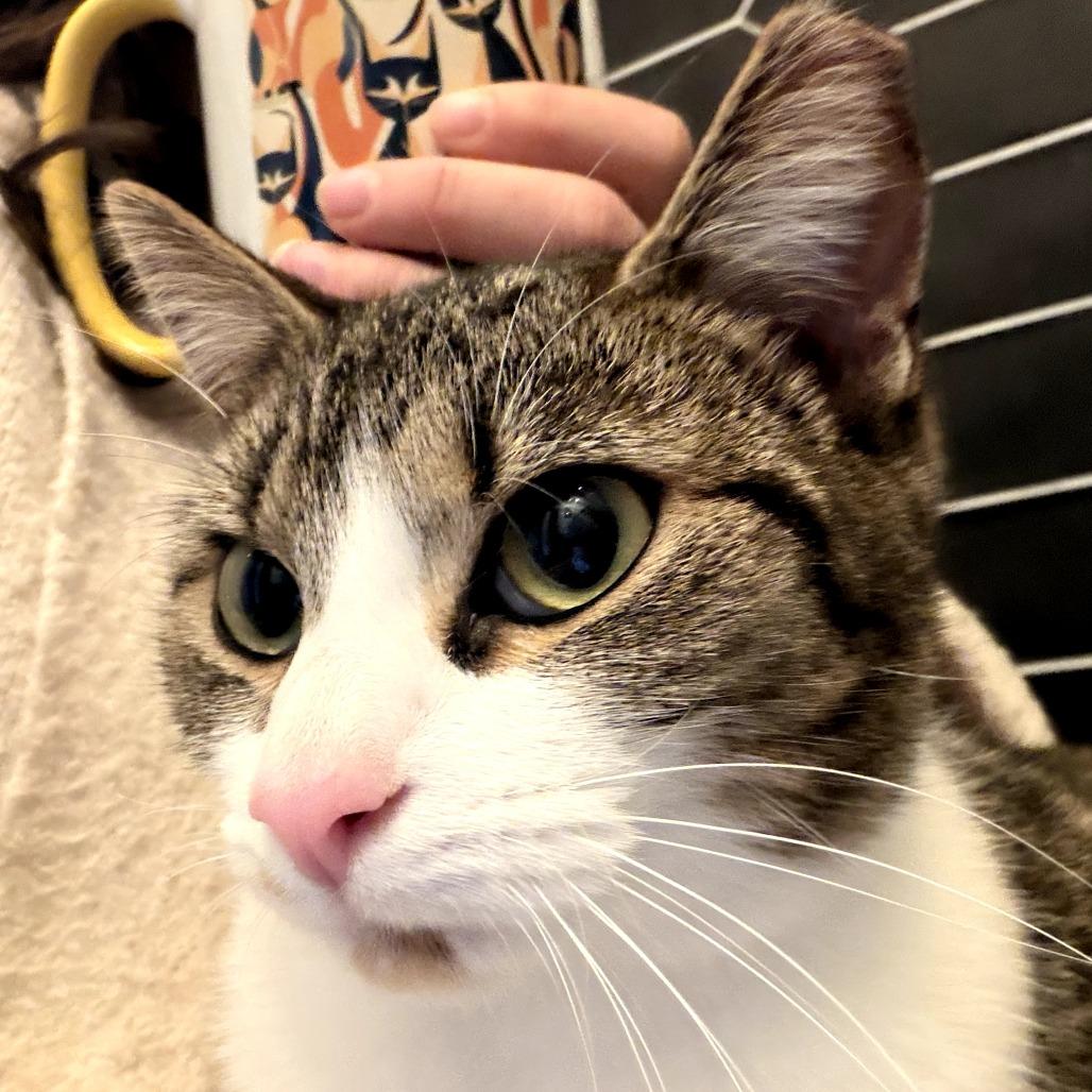 Enlarge Jennifer, a Adoptable Domestic Short Hair in Charlotte, NC image 4/4