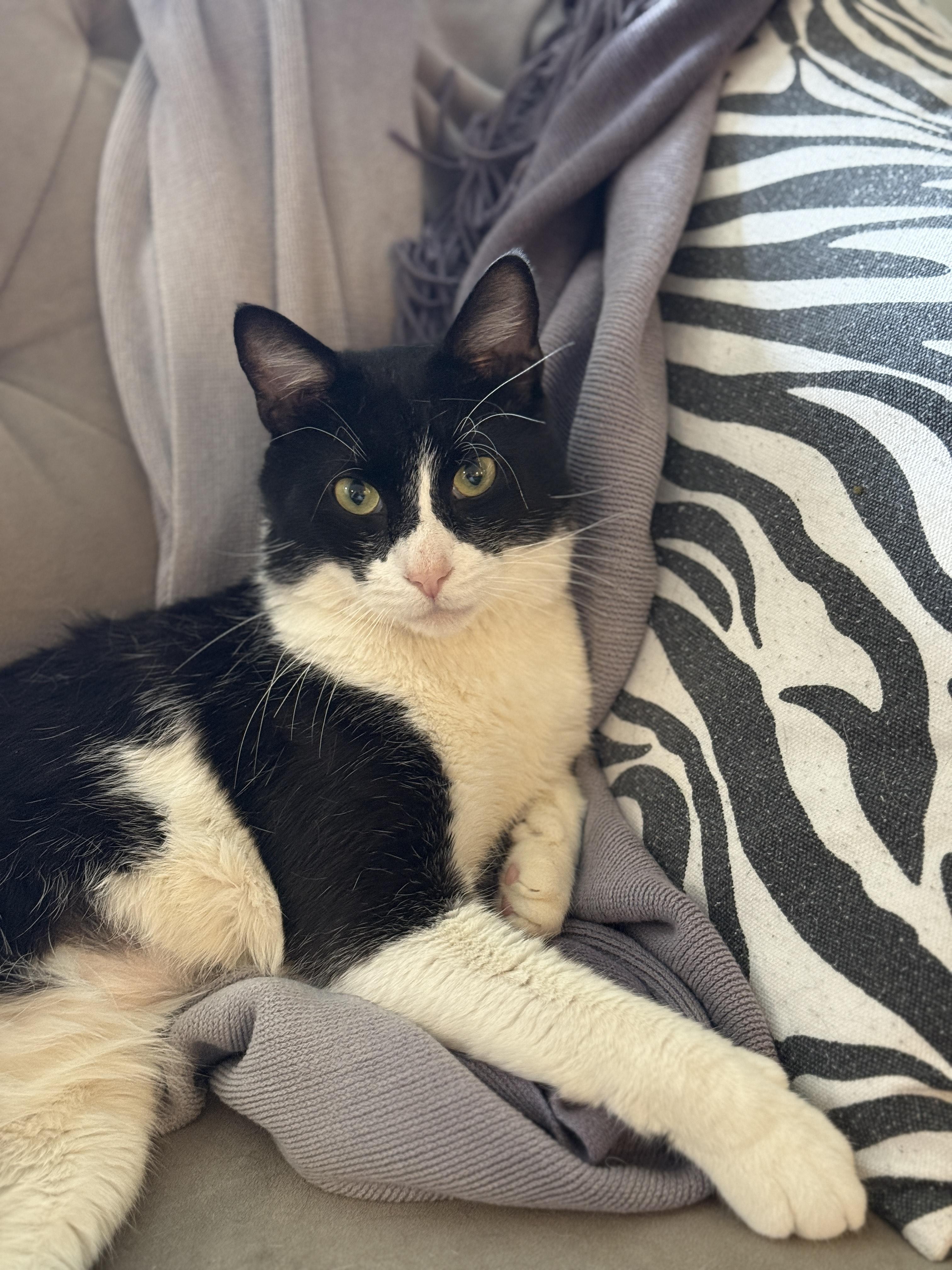 Meet Spot a 4-year-old black and white Domestic Shorthair with a big personality and an even bigger